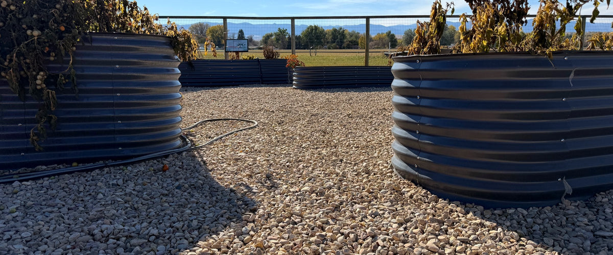 What to Plant in Fall Before the Ground Freezes (Cold-Climate Guide)